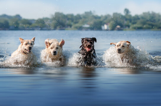 retrievers dogs lovely photos of dogs fun walk by the water cute pets
