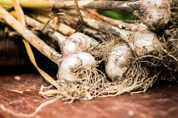 Freshly dug onion bulbs on the wood. Vegetable garden agriculture. Onion stored in basket