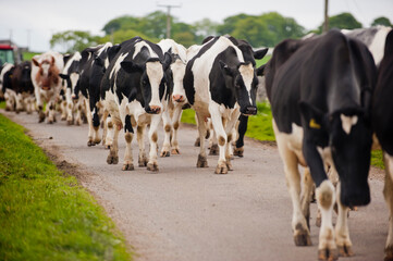 Cows walking to milking