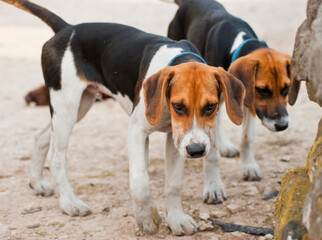 Beagles ready to go at the start of the hunt