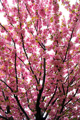 Pink blossoming cherry tree