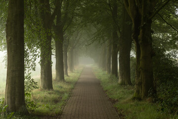 A path between the trees ends in the fog, Netherlands.