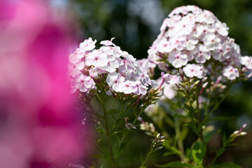 flowers are grown for landscaping