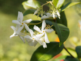 Trachelospermum jasminoides | Jasmin étoilé ou faux jasmin, arbuste ornemental à fleurs blanches...