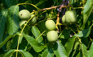 Obraz premium green unripe walnuts in the summer