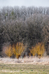 Spring in Dolni Pocernice, Prague, Czech republic