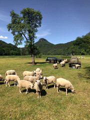 Obraz premium sheeps in front of lilienstein in saxon switzerland close to elbe river.