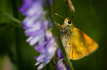 Motylek na kwiatku 