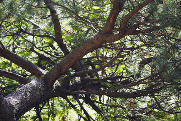 Coniferous forest in summer, sunny weather.