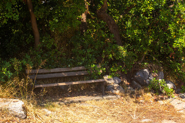 Wooden bench among picturesque trees