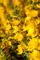 yellow flowering shrub in the summer