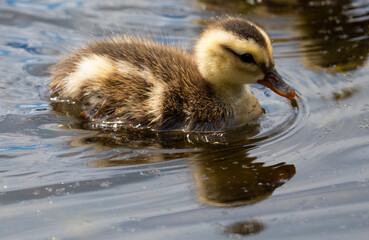 Mallard duckling