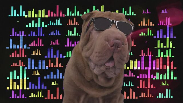 shar pei dog with disco background