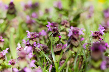 nettle blooming in the spring season