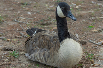 country goose on the grass