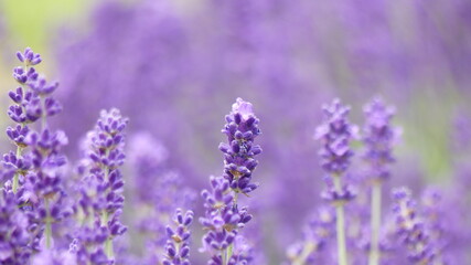Summer colors. Lavender violets rose and bees