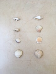 Various sea shells on the tile background