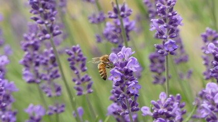Summer colors. Lavender violets rose and bees
