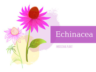 Echinacea vector drawing. Isolated flower and leaves. Herbal engraved style illustration. Detailed botanical sketch for tea, organic cosmetics, medicine, aromatherapy