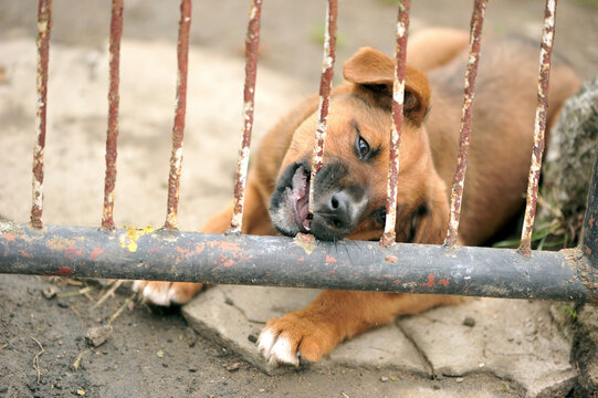 A small, homeless dog, a ginger puppy at the fence. Natural photo.