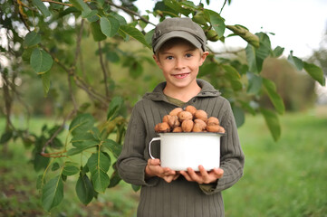 Child, boy 6 years old, harvesting walnuts, outdoor. Natural light.