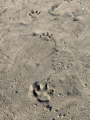 Frische Pfotenabdrücke im Sand