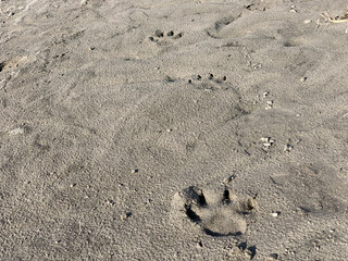 Frische Pfotenabdrücke im Sand