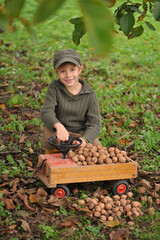 Child, boy 6 years old, harvesting walnuts, outdoor. Natural light.
