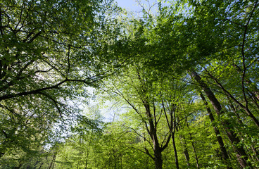 green poplars in the spring season in the forest