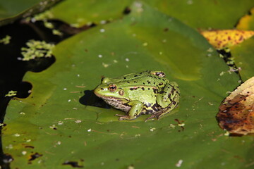 Frog in a pond on a green leaf