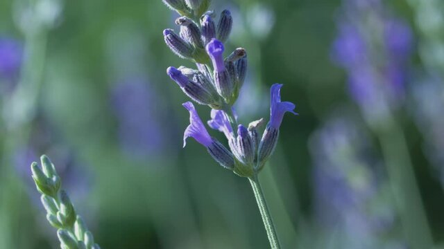 The white butterfly pieris brassicae drinks the nectar of blue lavender flowers and flies away. Macro video of an insect in slow motion.