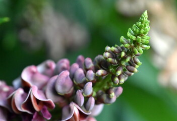 Blüte einer Erdbirne