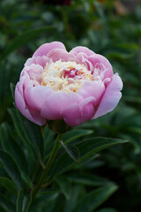 Blooming light rose flower peony Chestine Gowdy close-up