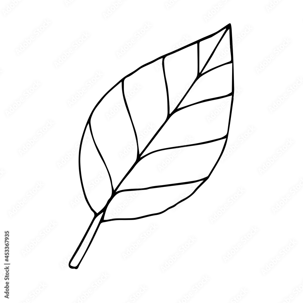 Wall mural Vector hand drawn doodle sketch leaf isolated on white background