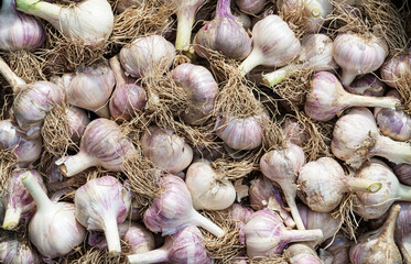 Autumn harvest - Heads of pruned garlic