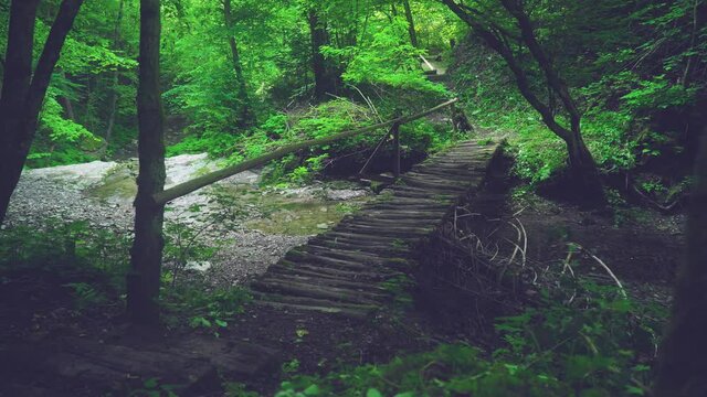 bridge in the forest