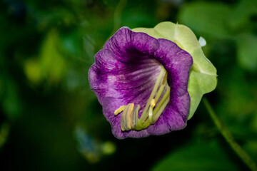 Macro plantas exóticas - Cuenca Ecuador