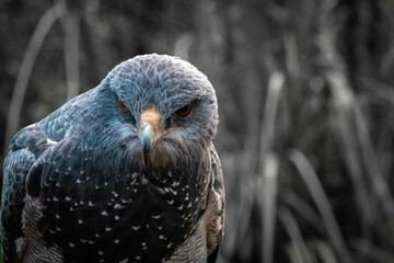 &Aacute;guila zool&oacute;gico Amaru - Cuenca - Provincia del Azuay - Ecuador