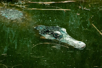 Cocodrilo zoológico Amaru - Cuenca - Provincia del Azuay - Ecuador