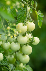 green tomatoes on the vine