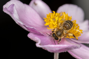 eine Biene beim Nektar sammeln auf einer lila Blüte