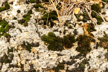 rock texture with green moss