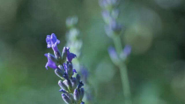 The white butterfly pieris brassicae drinks the nectar of blue lavender flowers and flies away. Macro video of an insect in slow motion.