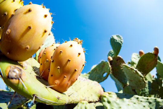 (Selective focus) Close-up view of some prickly pears illuminated during a sunny day. Prickly pear, is a genus of flowering plants in the cactus family.