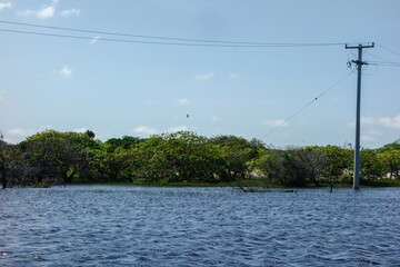 swampy wetland of flooded river, tropical estuary brazilian landscape