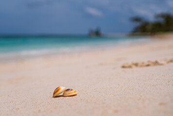Fototapeta na wymiar Sea scallops shell on a beach with space for text, ocean on bacground. Maldives, july 2021. Crossroads Maldives.