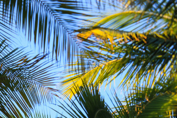 folhas de palmeiras no inverno