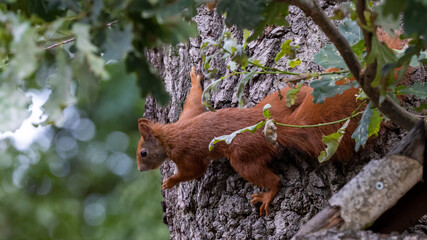 ein Eichhörnchen an einem Baum mit einer Erdnuss