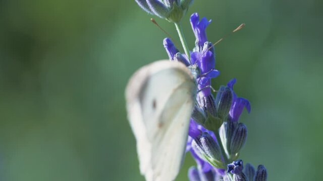 The white butterfly pieris brassicae drinks the nectar of blue lavender flowers and flies away. Macro video of an insect in slow motion.