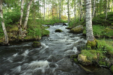 river in the forest